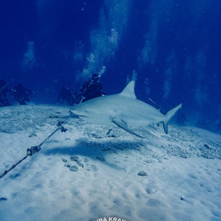 Bull Shark Experience (Winter season)