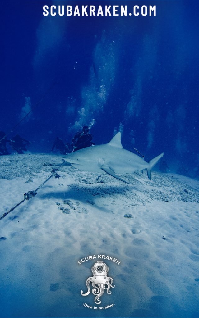 Tiburón nadando cerca del fondo arenoso en aguas azules / Shark swimming near the sandy bottom in blue water