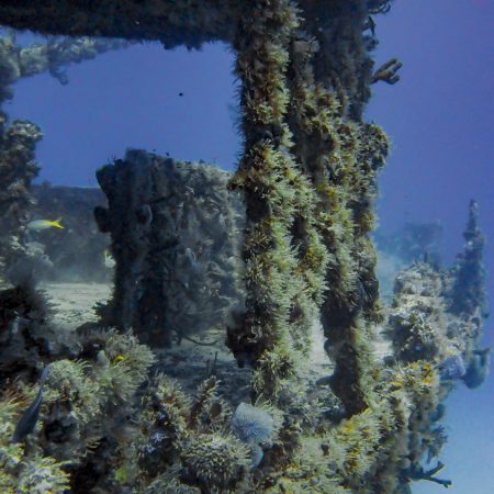 C56 Shipwreck and one shallow dive experience