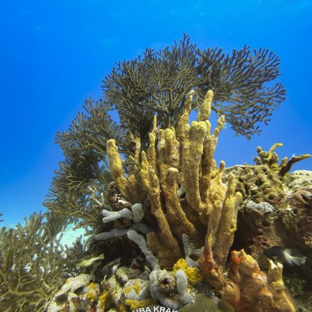 Dive in Cozumel  – 2 tanks experience