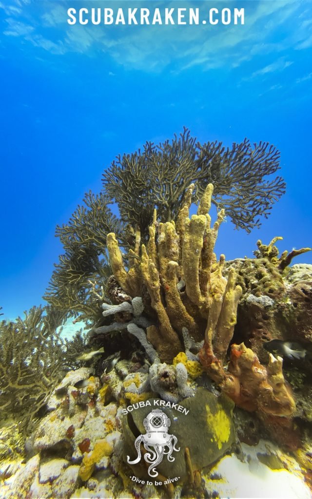 Formación de coral pilar en aguas azules brillantes / Pillar coral formation in bright blue water