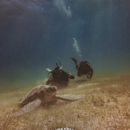 Discover Scuba Diving or Basic Diver in Puerto Morelos  – 2 tanks experience