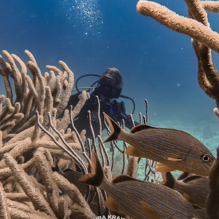 Discover Scuba Diving or Basic Diver 1 in Ojo de Agua  – 1 tank experience from shore