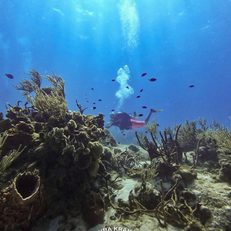 Ultimate Scuba Diving Combo – Puerto Morelos, Cozumel & Cenotes (6 Dives Total)