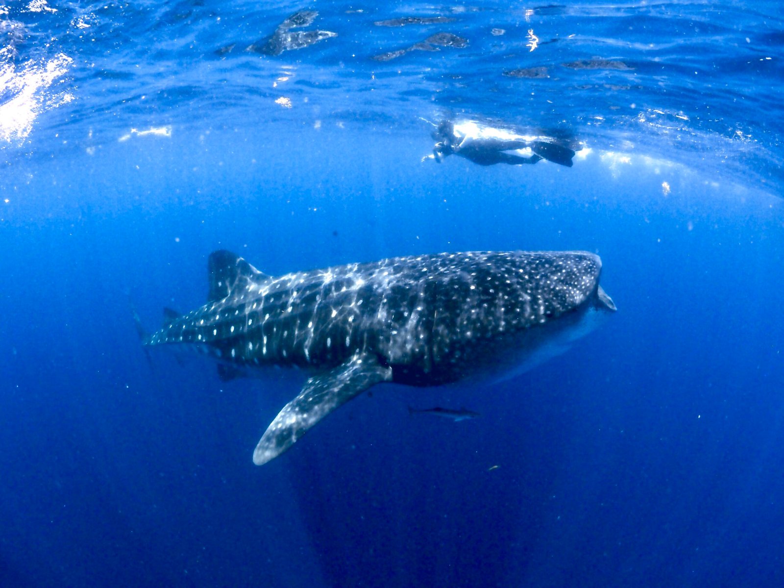 man snorkeling with a whale shark in the Mexican Caribbean