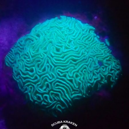 Night dive in Puerto Morelos Ojo de Agua - One tank experience from shore