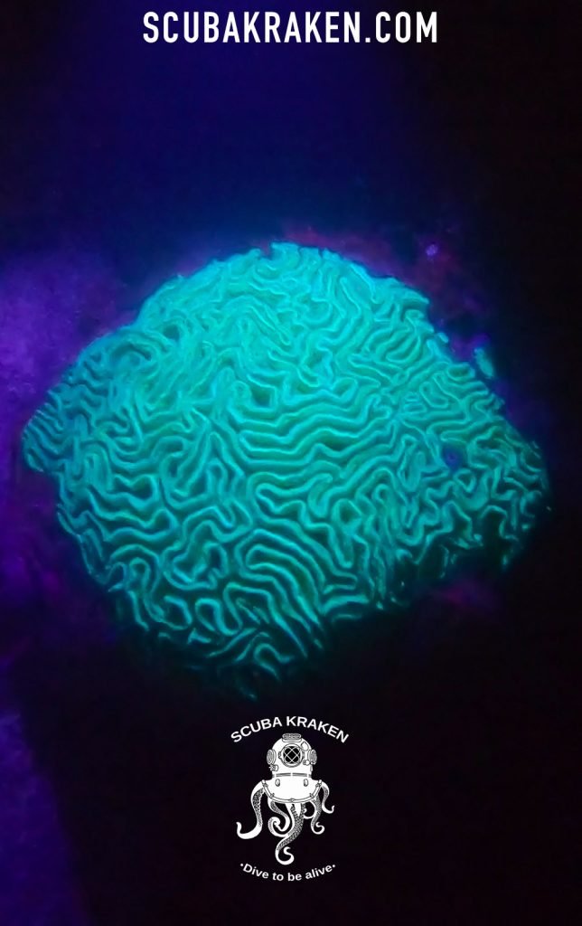 Coral cerebro iluminado con luz azul durante una inmersión nocturna / Brain coral lit with blue light during a night dive