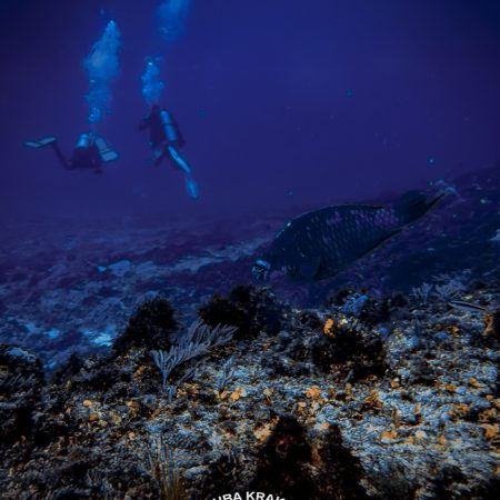 Puerto Morelos + Cenote