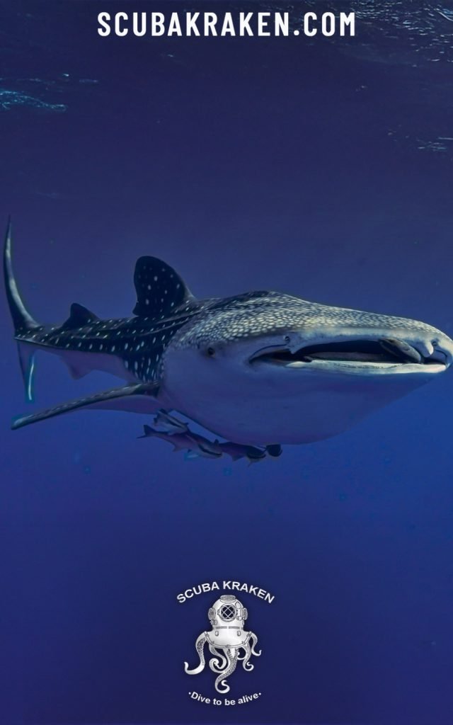 Tiburón ballena nadando con la boca abierta cerca de la superficie / Whale shark swimming with its mouth open near the surface