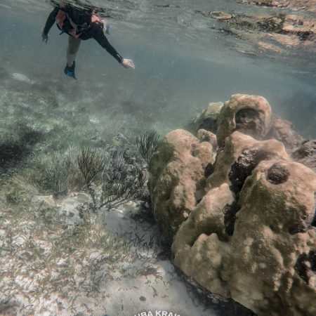 Snorkeling Puerto Morelos National Park